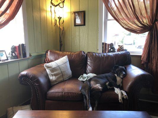 Don the Therapy Pup waiting for his next friend to join him for session.