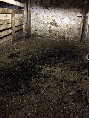 All stalls were this disgustingly kept w/ 12" manure!