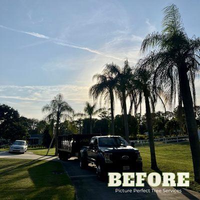 BEFORE | AFTER 
Tree Services
Jupiter FL