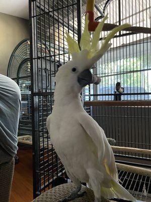 Sulfur crested cockatoo