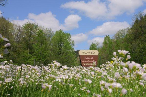 Willow Bay in the Allegheny National Forest is a family friendly recreation area with camping, hiking, boating near the Allegheny Reservoir