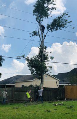 Tree Specialists