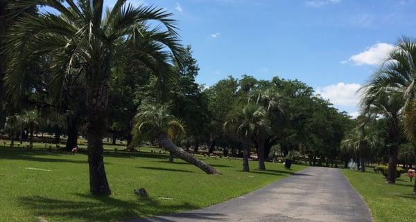 Tree lined, manicured lawns-2015