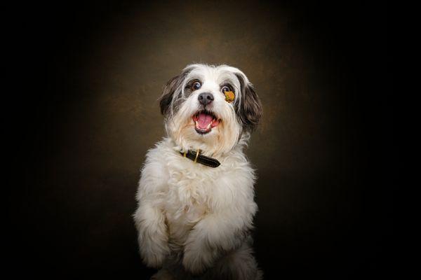 dog portrait of my mutt baxter!