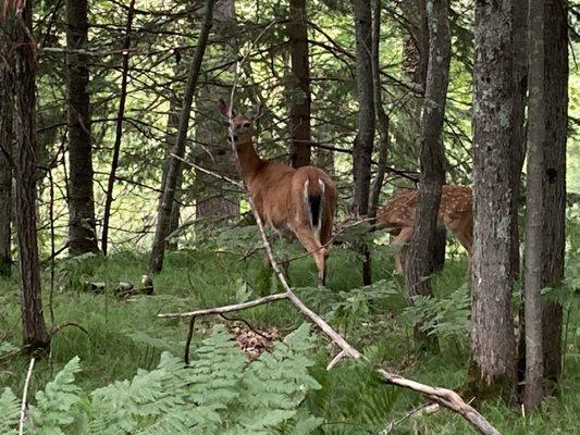 Bearskin State Trail