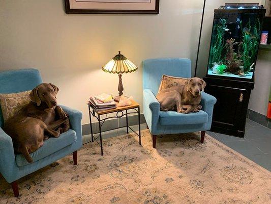 William and Fiona - Dr. Baldt's weimaraners and office assistants