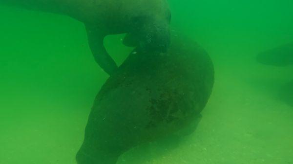 Majestic manatees are often spotted in these pristine waters! Their prime months are from April-October!