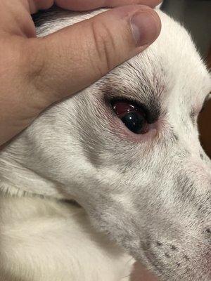 Blood in my dog's eye