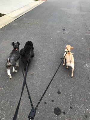 The Mini Pack Walk