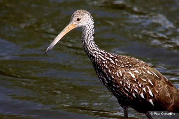 Limpkin