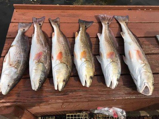 Made 2 new friends, caught 2 limits of redfish !