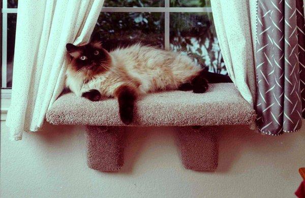 Cats love our comfy window perches!