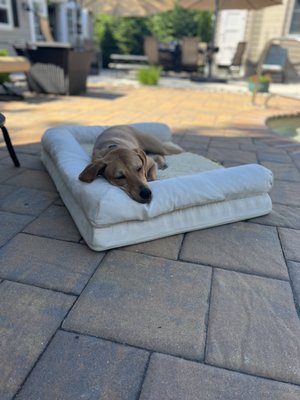 Sunny relaxing after a day of daycare at Applebrook Inn!