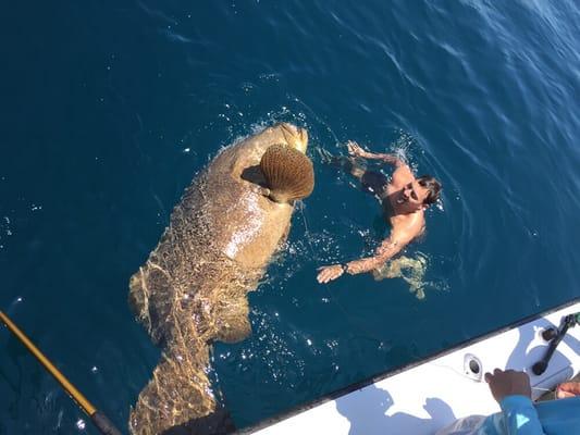 Giant Goliath grouper