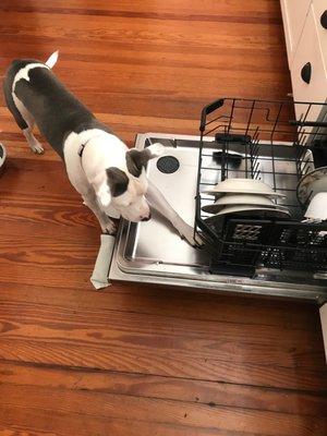 Maya helping with the  dishwasher