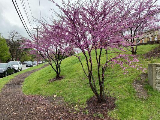 Red buds on Winnslie Parkway