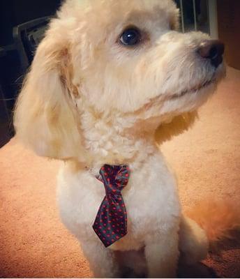 Meet Rosco. The most interesting Maltipoo alive.  "I don't always wear a tie.. but when I do its from The Yuppy Puppy"  -Rosco