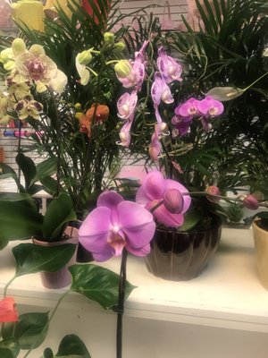 Planted orchids