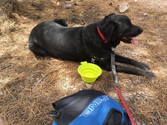 Very dog friendly trail. It was a former Jeep trail back in the day, so it has double track in most areas, nice for dogs. Bring water.