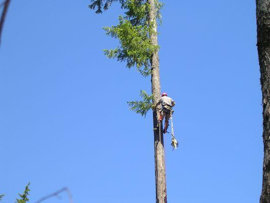 Gray Owl Tree Services