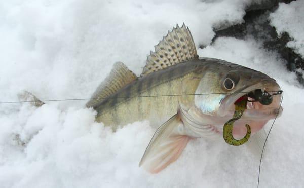 Saginaw Bay Walleye!