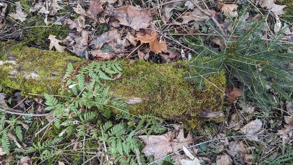 Anna Mae Bacon Bird Sanctuary