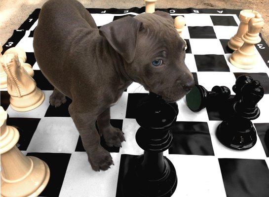 Olive the Pit Bull Puppy makes her move