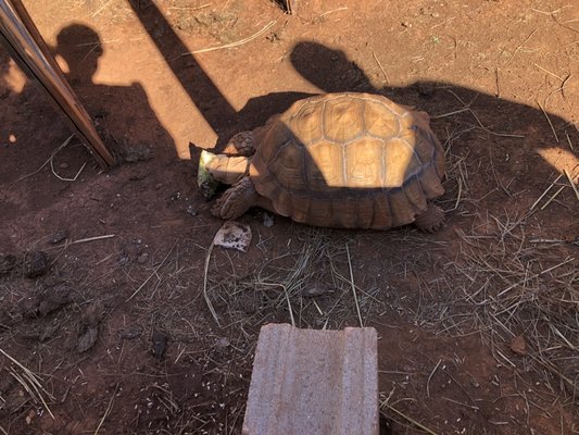 Huge friendly turtle