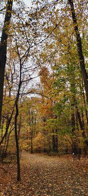 Perfect timing to fall foliage on 10/31/2022