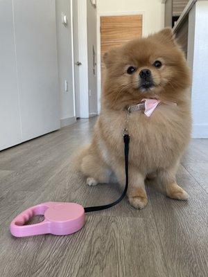 Pomeranian