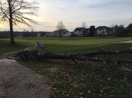 Large tree felled after disease had taken over