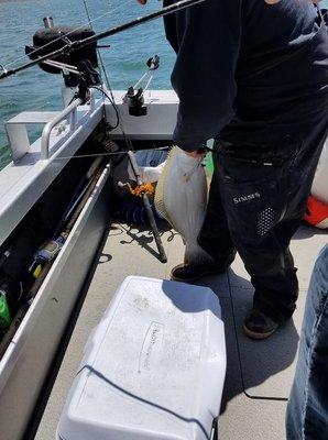 Pulling in the first halibut