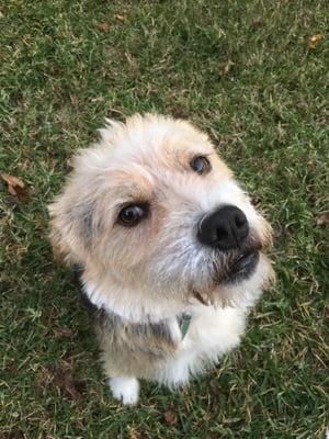 Update: 12/4/15. Benji. Adopted in front of Tractor Supply on Adoption Day from DeSoto Parish Animal Shelter, 9/19/15. Groomed!