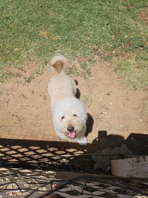 Burleson Kennels