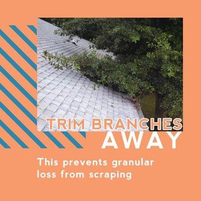 Trim branches away this prevents granule loss from scraping.