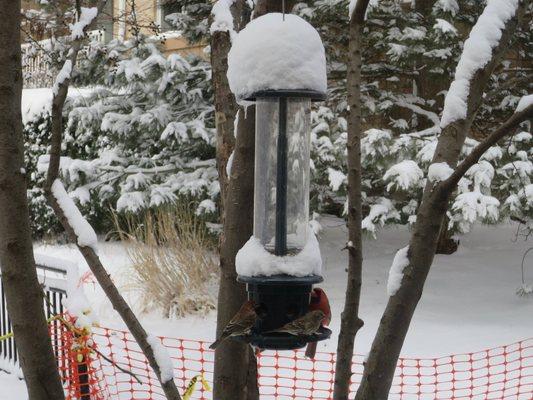 My Squirrel Buster Plus feeder keeping the birds happy in the winter.