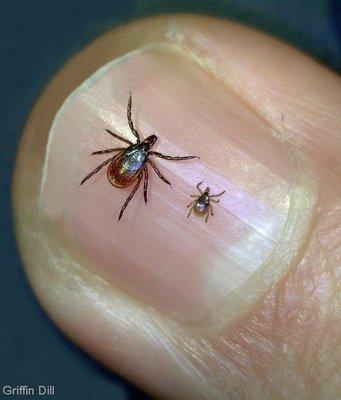 Protect your family & pets from Ticks!