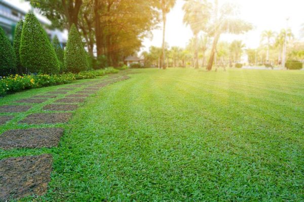 A finished yard after hydroseeding.