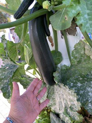 10/29/23 Look at this humongous zucchini