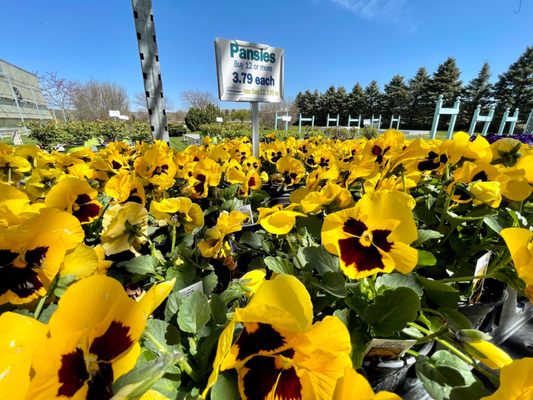 Early spring. Pansies