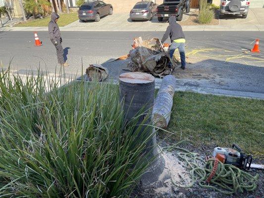 Palm tree removal.