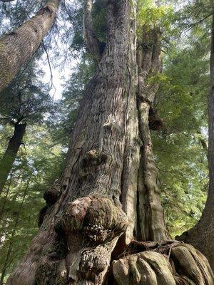 Bottom of cedar tree