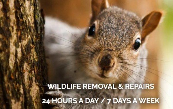 Acorn Wildlife solutions