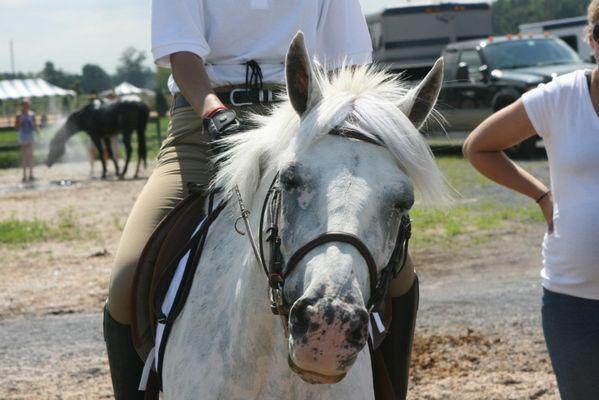 Confetti! (21 yr old 1/2 welsh 1/2 poa mare)