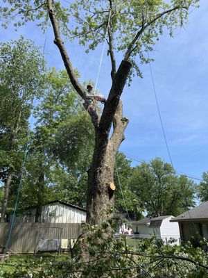 1st Choice Tree Service’s