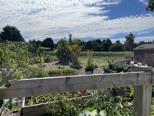 View from the education garden.