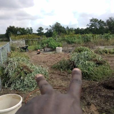 A project I did last week out in Rockdale Texas digging up heavy giant weeds and a large flower bed area yes they were huge