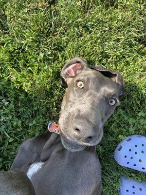 Happy Dog in Daycare