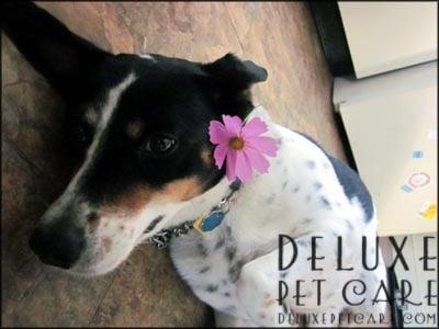 Deluxe Pet Care