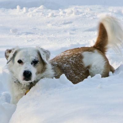 Lexi the snow dog!